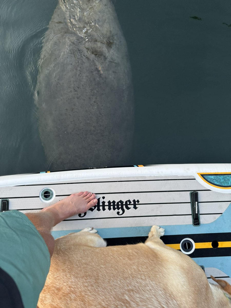 MikeDavisTurf's tweet photo. Went for a sunset paddle and got rewarded with some water cows. #manatees #soflolife #sup https://t.co/ngO3zcos4L