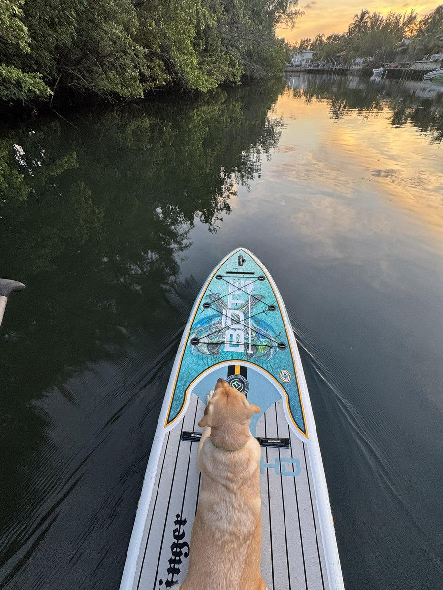 MikeDavisTurf's tweet photo. Went for a sunset paddle and got rewarded with some water cows. #manatees #soflolife #sup https://t.co/ngO3zcos4L
