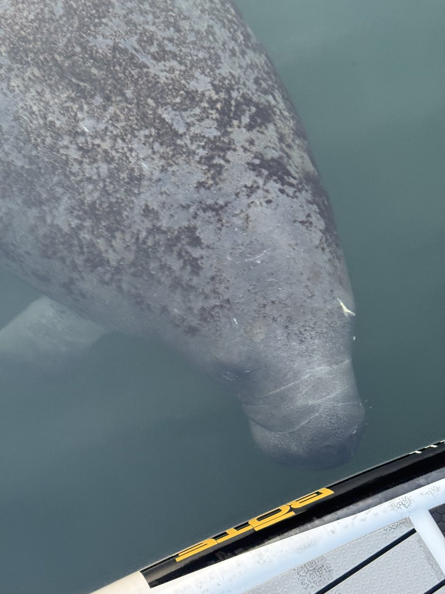 MikeDavisTurf's tweet photo. Went for a sunset paddle and got rewarded with some water cows. #manatees #soflolife #sup https://t.co/ngO3zcos4L