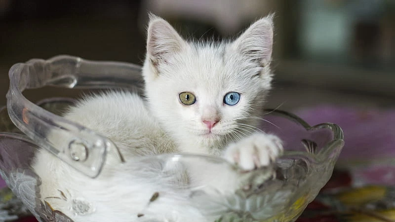 A touch of magic at every glance.

#boisepetsitters #boisepetsitting #petsitting #pets #dogs #dogwalking #cats #boisedogs #boisecats #catsitting #boiseidaho