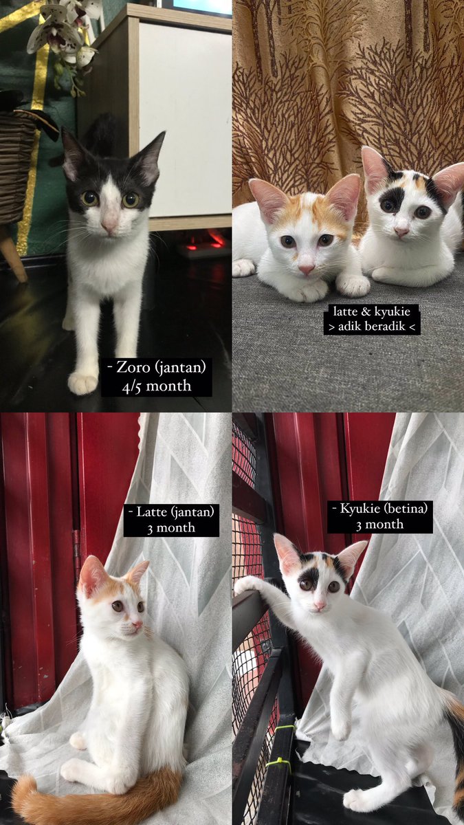 cats_rehome's tweet photo. 📌Setapak, Kuala Lumpur

- belum vaksin and neutered 
- pandai guna litter box
- aktif
- manja
- if berminat boleh pickup di perumahan tuan kucing 🤝🏻

😸 Any details boleh pm 0164385137 (Ain) / 01120890985 (syaa) https://t.co/4ANLF7XR1e