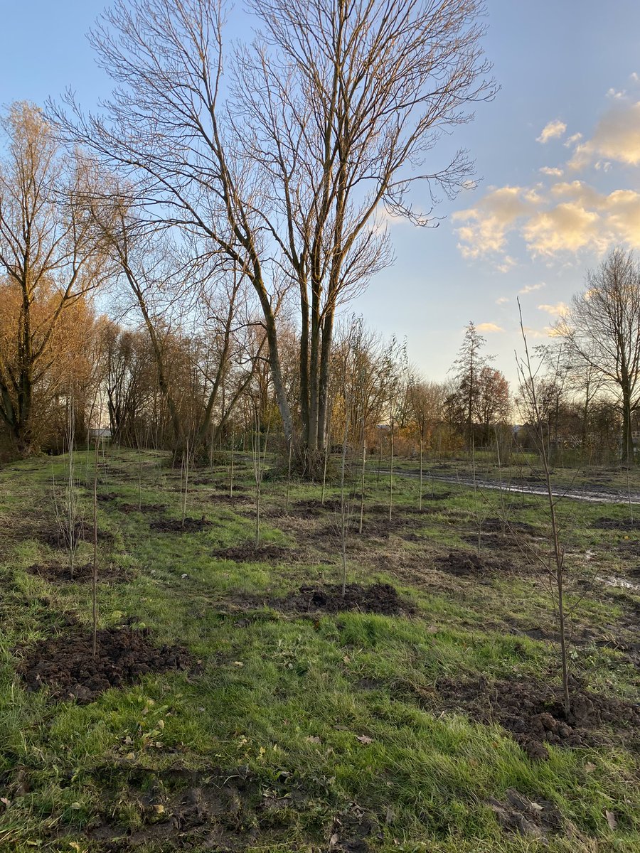 JokevVrouwerff's tweet photo. Samen met @LeeuwisMarcel, @nick_vdmeijden en @arievanhorssen plantte ik de laatste bomen mee in het kolkenbosch te Tuil. Onderdeel #rondjeTuil en #kabouterbos. @LewisFlowers plantte daar 1900 bomen. @WestBetuwe https://t.co/JUo600WkLN