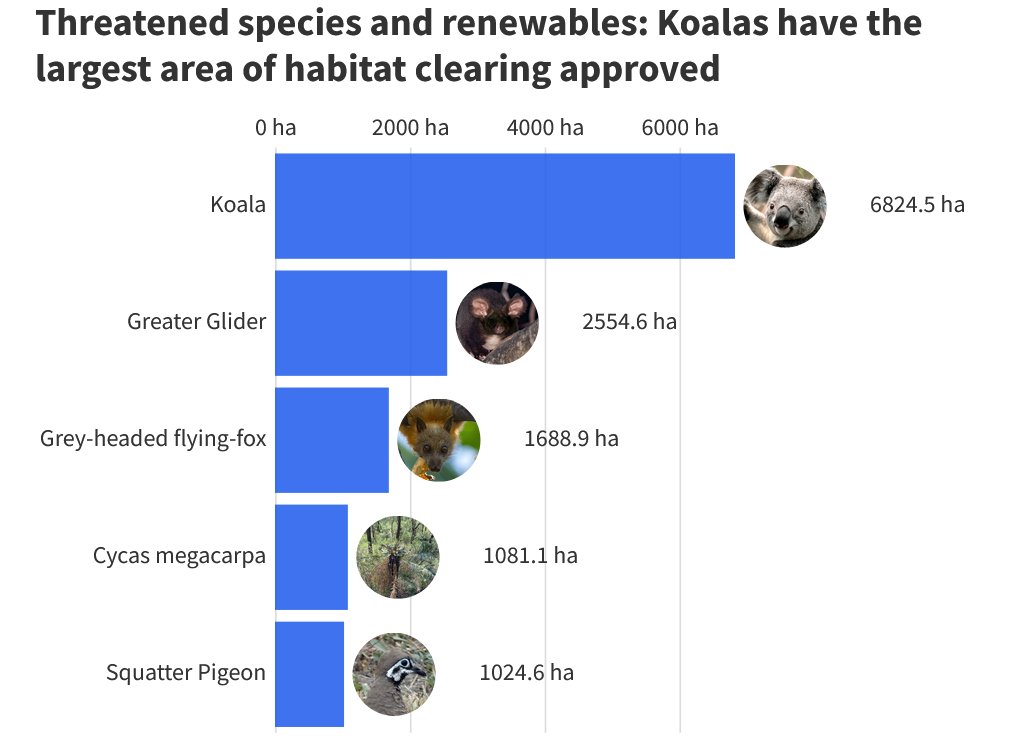 RainforestsAus's tweet image. What are we doing? Killing off koalas for renewables is insanity!