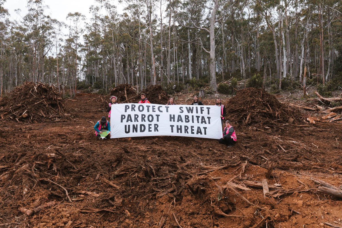 BobBrownFndn's tweet photo. Protesters have halted logging of #SwiftParrot forests today. “We found the nesting parrots while the loggers continued to destroy their breeding forests.” 
Read our full release:
#politas
https://t.co/CV1wrM2f42 https://t.co/zlCW8KlgvJ