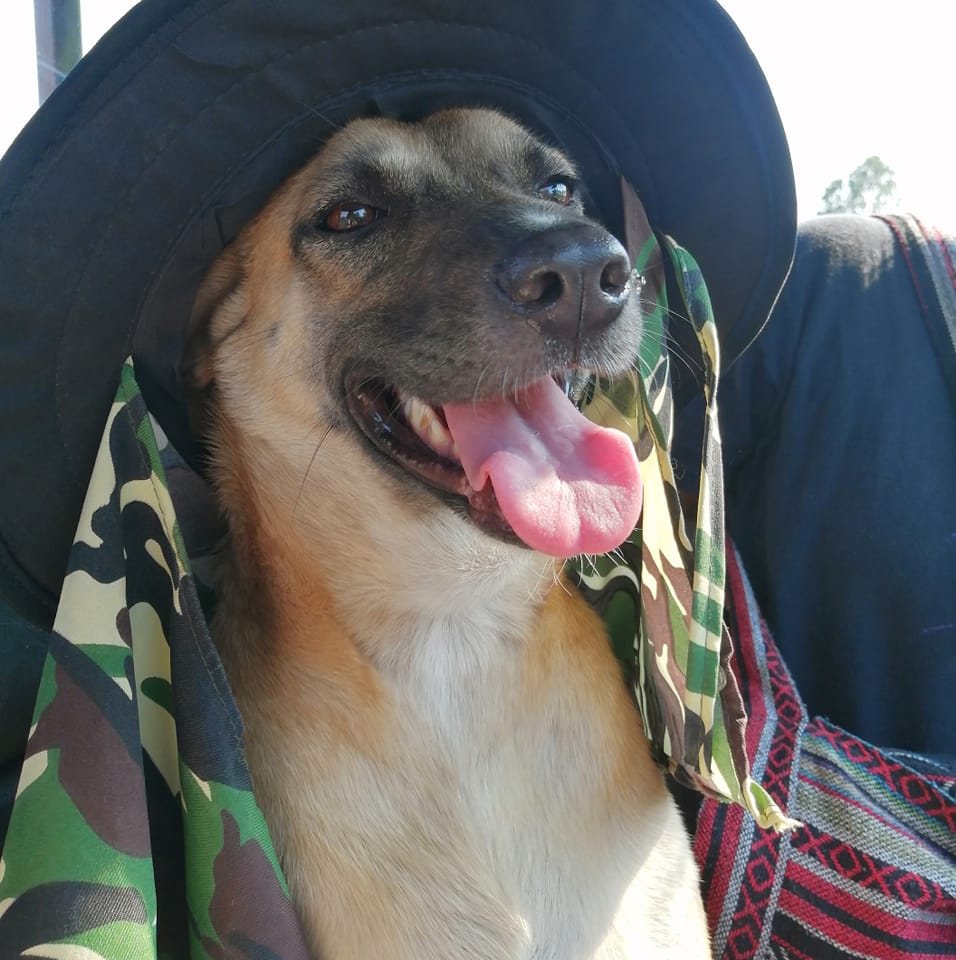 dpowatoken's tweet photo. #doggo #dogs #dogsofx #dogsoftwitter #cutedog  #dogwifhat #dogwifcamohat #dogsoftwitter #cutey #dogday https://t.co/7nBZ3YKTAv