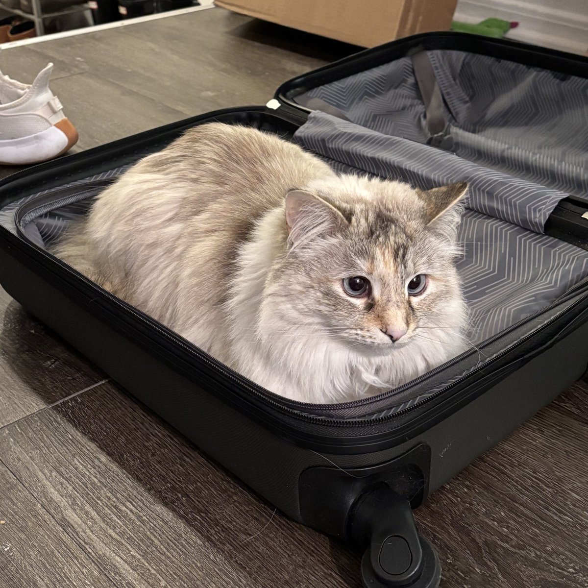 BriocheDelivers's tweet photo. Cozey bed , https://t.co/ji75pmd5t3