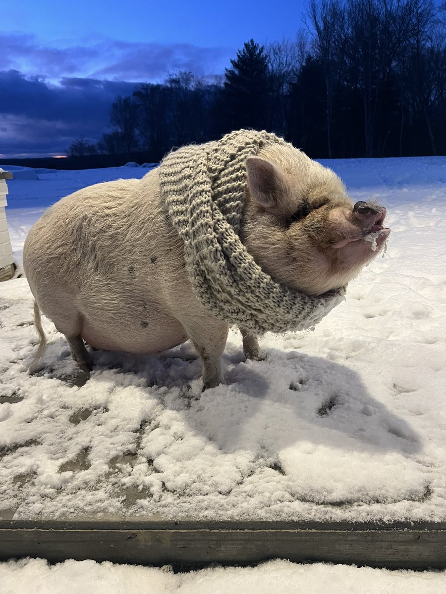 KATRICCIO's tweet photo. Piggy model….@Abby_PinkPiggy @bobmaxon @ryanhanrahan @elonmusk …Abby showing off her new scarf. With all this snow she need it! https://t.co/G51TnwApAm