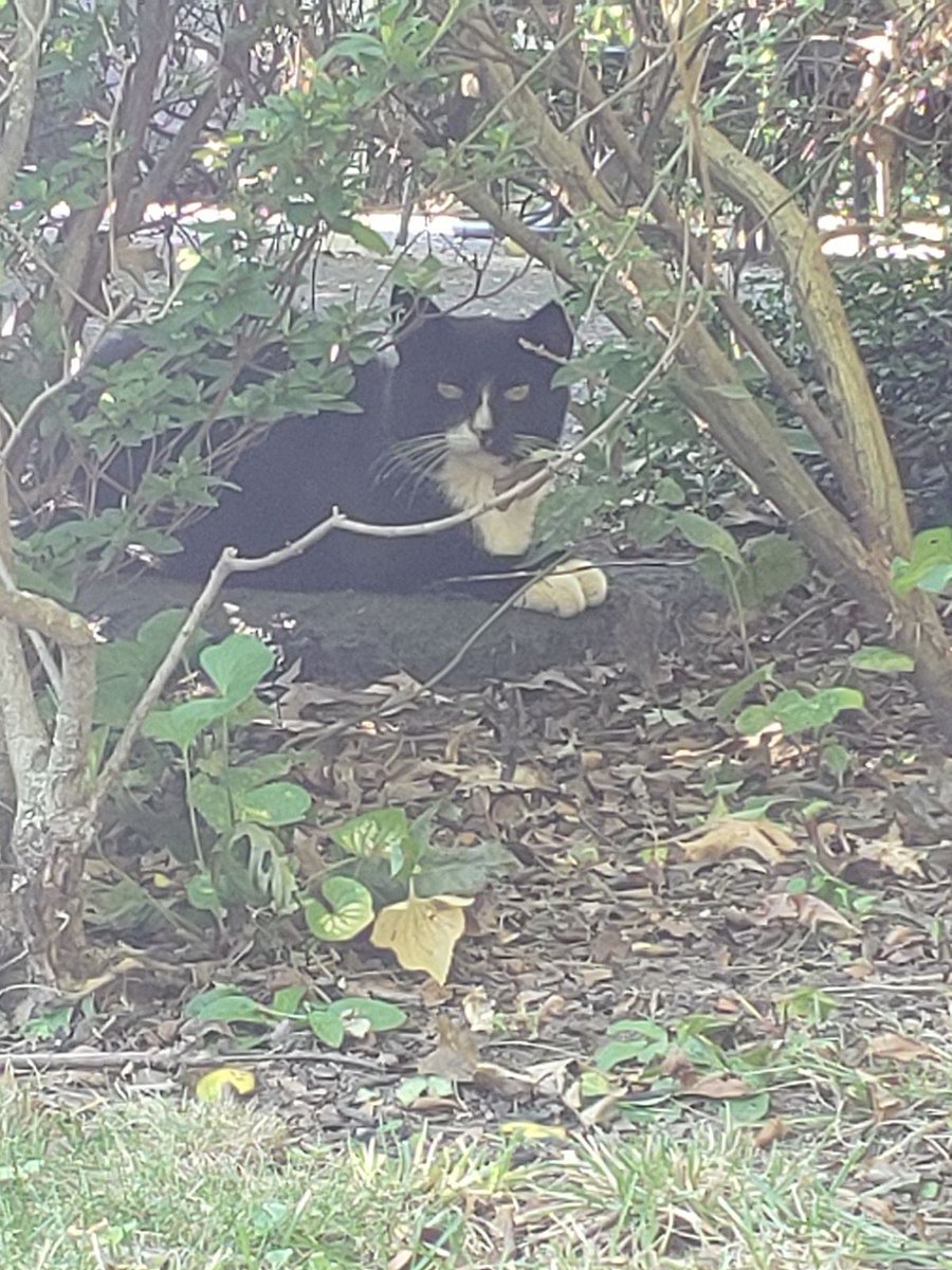 SeanFaust's tweet photo. Today is #BandcampFriday!  

Buying my music helps me to not only pay the bills but, more importantly, help animals in need.  

This time I'm focusing on the #feralcats in my neighborhood.
Please help.

#cats #indiemusic #CatsAreFamily #music 

https://t.co/nWpQhhD83u https://t.co/1FteEYYW9L