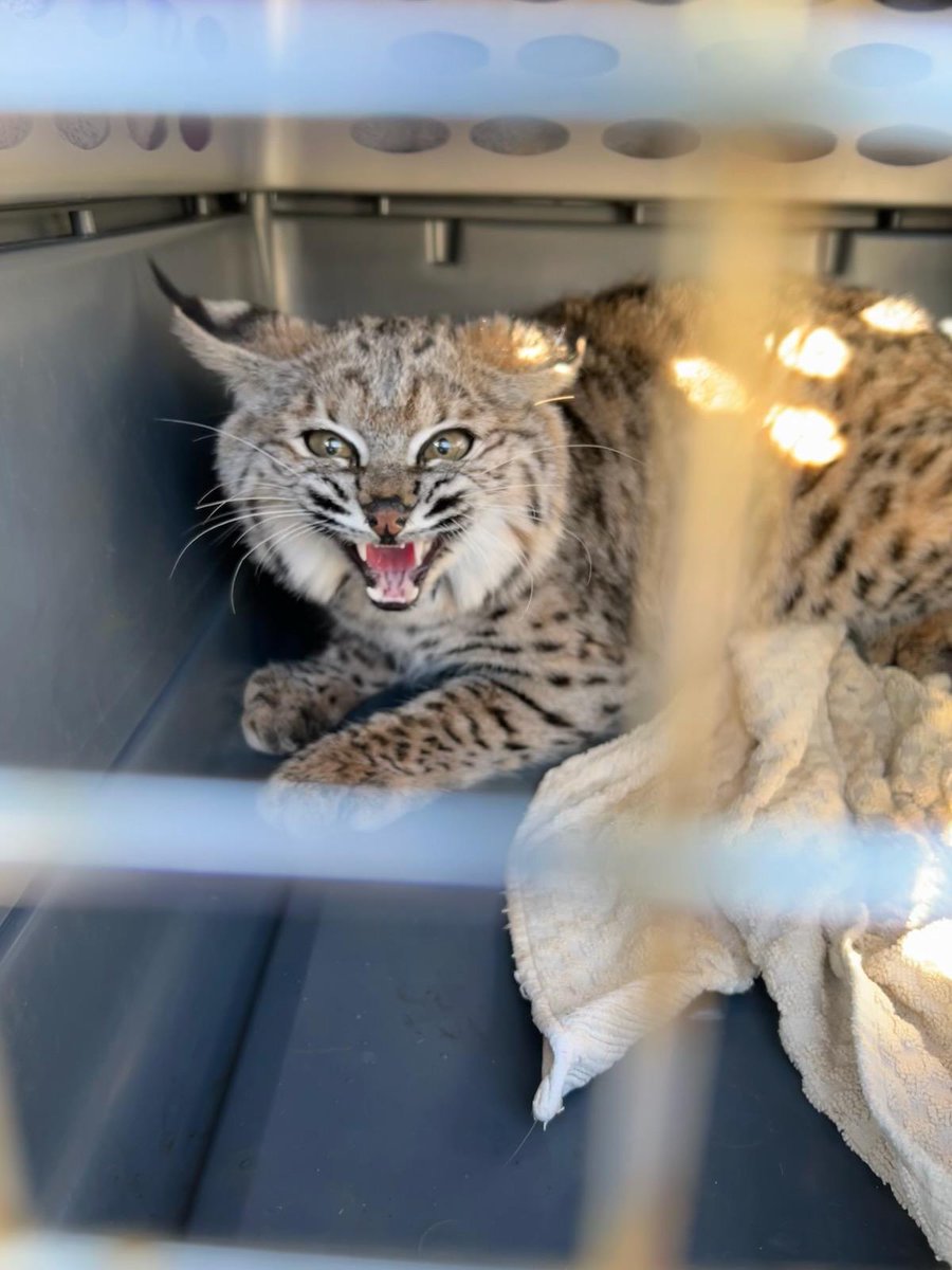 FlyingTails tweet media