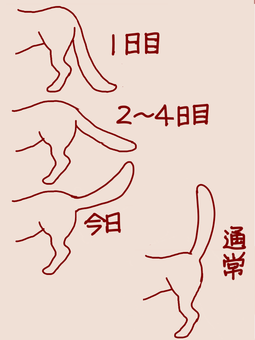 腰痛の猫に抗炎症剤が効いているかどうかは
しっぽの角度でわかる 