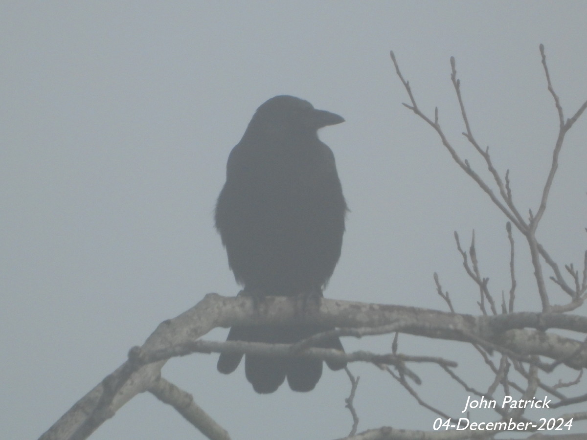 A Crow watching an imaginary badminton game on a foggy morning.

At UBC, Vancouver.

#bird @WildAboutVan #crow #birdwatching #birdsofvancouver #BirdsOfTwitter #fog #vancouver #UBC #birdphotography