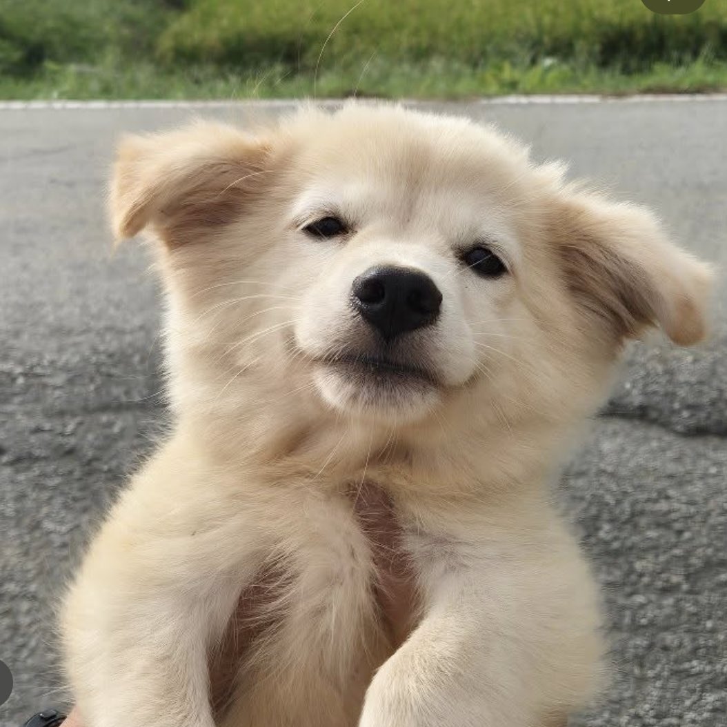 뽀식이 tweet media