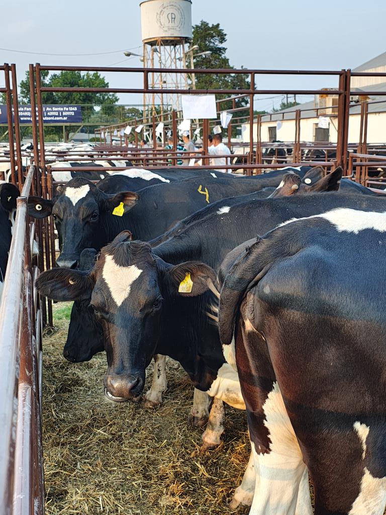ADN_Rural's tweet photo. #remate #Holando de Fin de Año de @La_Lehmann en la @RuralRafaela MUY BUENOS VALORES para este momento de la #lecheria https://t.co/EzVssoA0AL