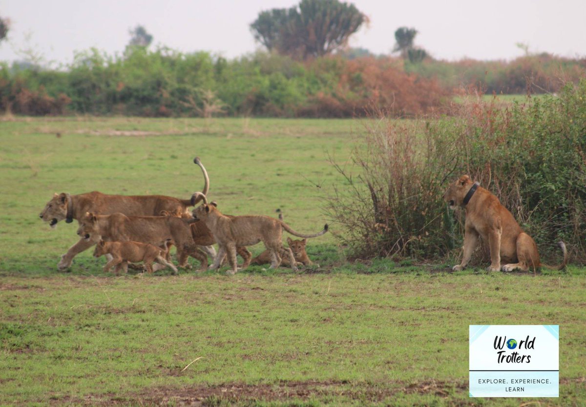 NatashaEpenu's tweet photo. We not only got to meet the King of the Jungle; we were blessed to meet an entire pride - lions, lionesses &amp; their beautiful cubs. Morning Game Drives at Queen Elizabeth National Park. Explore Uganda with World-Trotters🇺🇬🇺🇬🇺🇬 https://t.co/lw1WuQSKtp