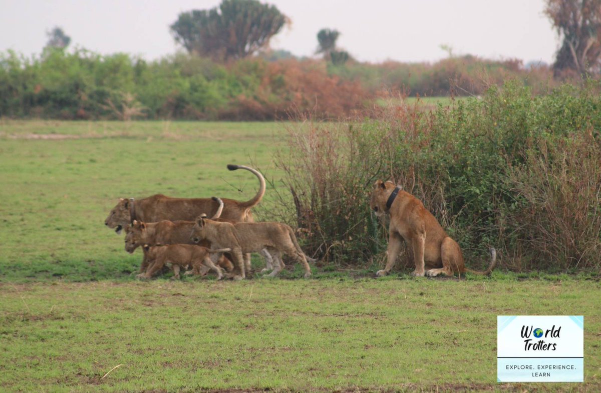 NatashaEpenu's tweet photo. We not only got to meet the King of the Jungle; we were blessed to meet an entire pride - lions, lionesses &amp; their beautiful cubs. Morning Game Drives at Queen Elizabeth National Park. Explore Uganda with World-Trotters🇺🇬🇺🇬🇺🇬 https://t.co/lw1WuQSKtp