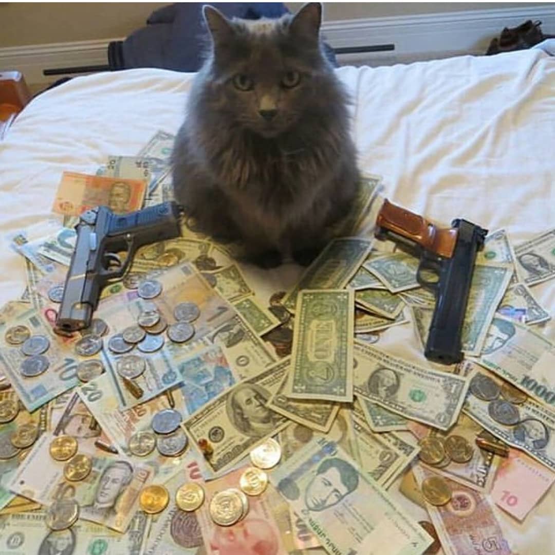 Punch Cat (@punchingcat) on Twitter photo 