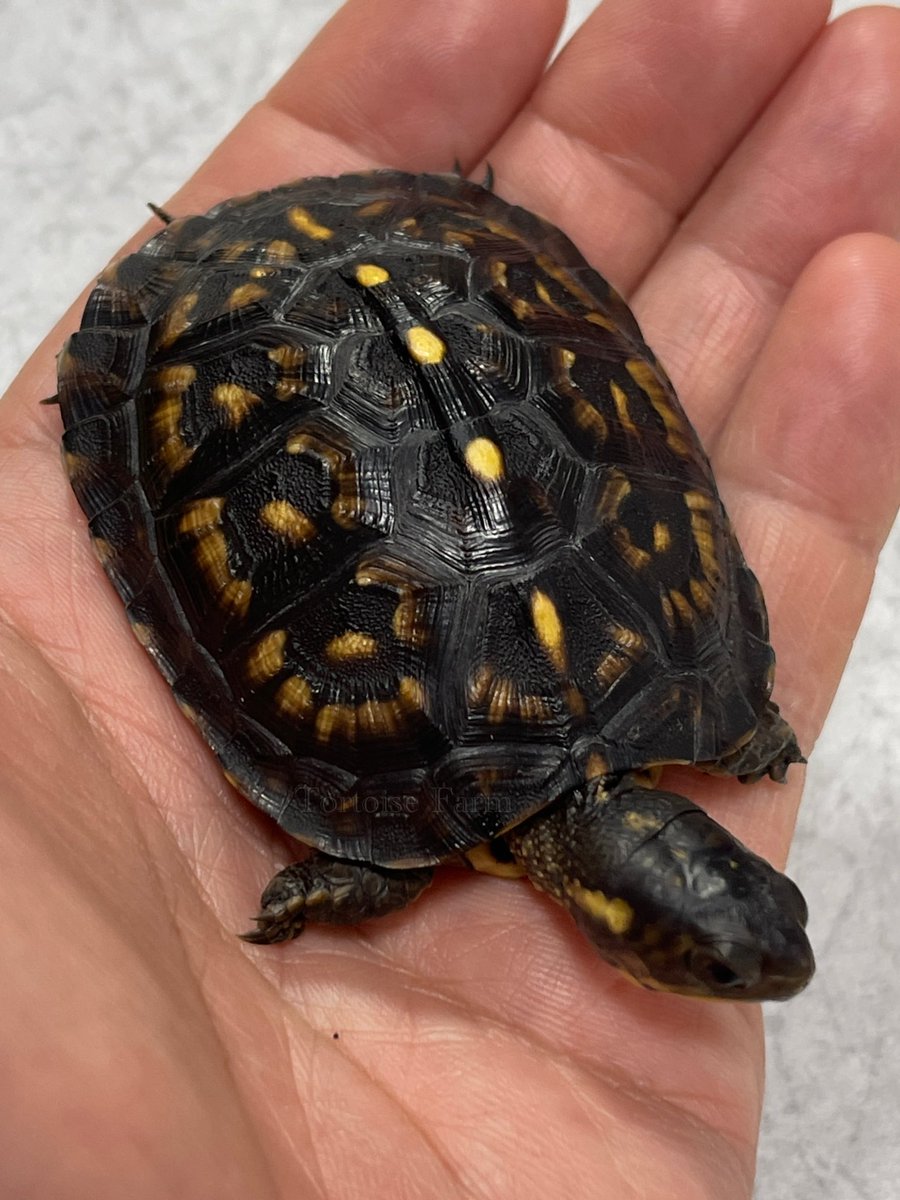 ガルフコーストハコガメ

和象亀産2024（ブラックタイプ）

孵化温度的には♀可能性がある子

♀ならベビー時でこの黒さは
かなり濃いほう⚫️

#ガルフコーストハコガメ
#ブラックガルフ
#ジェットブラックガルフ
#Terrapenecarolinamajor
#wazouki