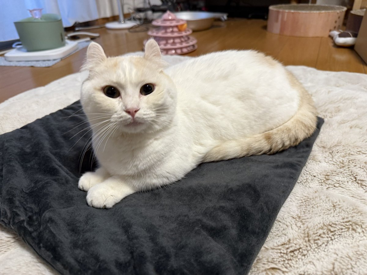 0213Apo's tweet photo. ぼくの
あくびを
みていけーーー

#猫 #キンカロー https://t.co/yYbfnQAUdT