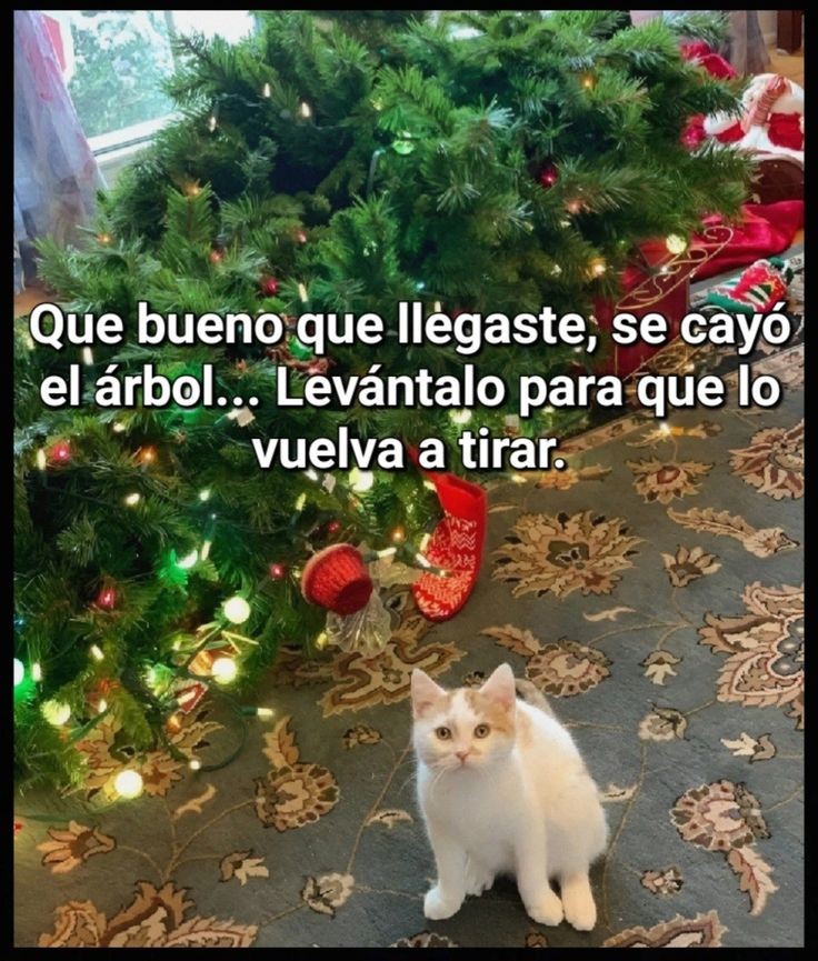 😂😂😂😹😹😹😹🎄🎄🎄 UPS se cayó solito