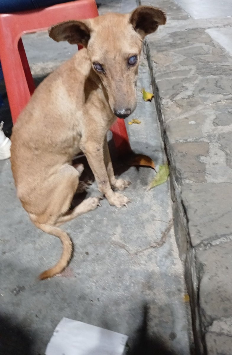 MargaritaPets's tweet photo. URGENTE Reportan perrito ciego en la Bahía de #JuanGriego. Está en la calle. Necesita resguardo urgente. #islademargarita #ayuda https://t.co/Vnwc7Qvphp