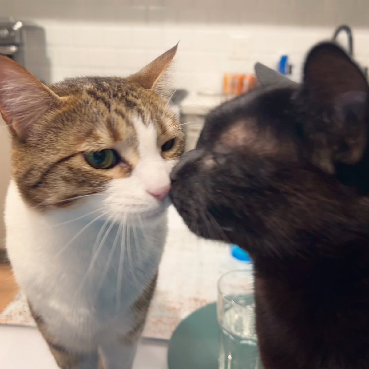 kiss kiss😘

#CatsOfTwitter #CatsOfX #BingsuWithCream