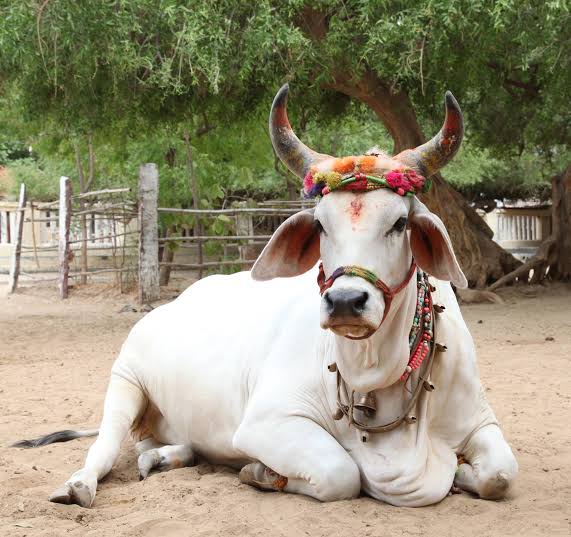 hindujan188's tweet photo. महाराष्ट्र | एकनाथ शिंदे ढाई साल ही मुख्यमंत्री क्यो न रहे _____लेकिन इस दौरान उन्होंने कई महत्वपूर्ण कार्य किये_____ गाय को राजमाता घोषित किया जाना उनमें से प्रमुख है।
#जयगौमाता
#जयगौसेवक
#एकनाथ_शिंदे 
#सनातन_धर्म_सर्वश्रेष्ठ_है 
#सनातन_हिंदू_एकता_पद_यात्रा https://t.co/xBDObpLGhw