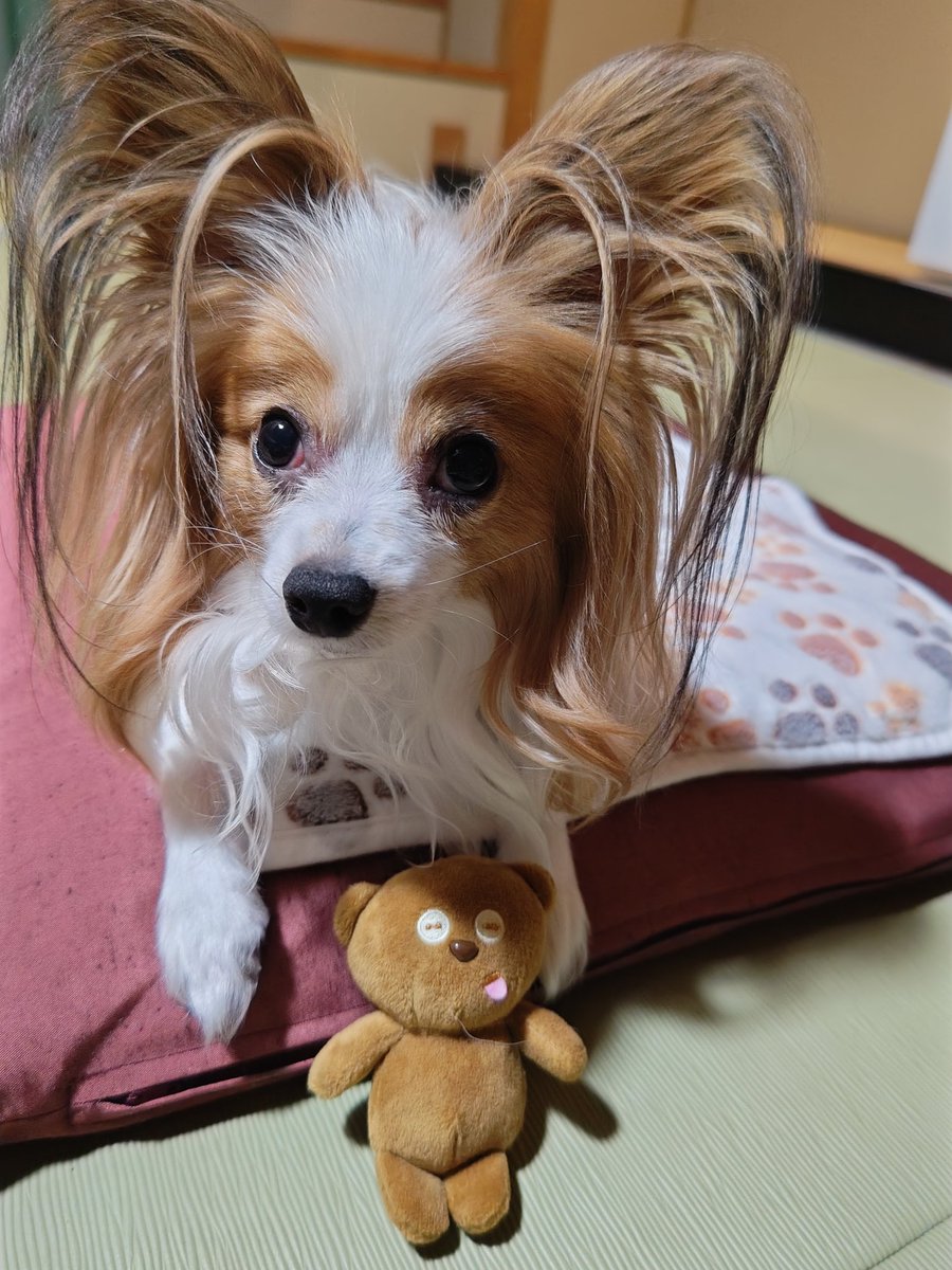 chaco___maki's tweet photo. どこでも一緒なイッヌ

#パピヨン
#大江戸温泉物語わんわんリゾート粟津 https://t.co/eruoqZvOEz