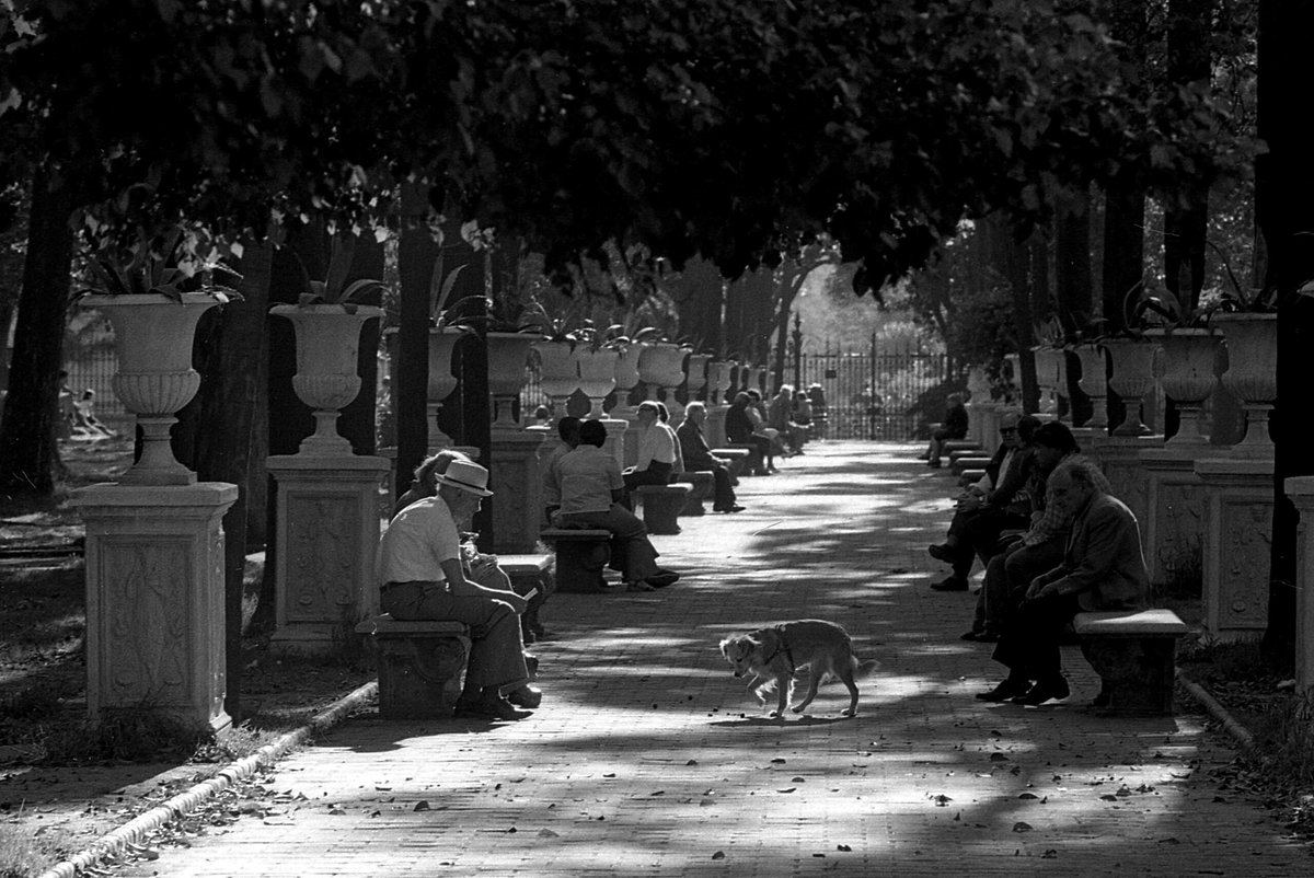 BsAs_recuerdo's tweet photo. Sombreada avenida flanqueada por jarrones en el Parque Lezama en el verano de 1966. Tal vez fue en alguno de esos bancos, donde 13 años antes en un brumoso otoño, Martín vió por vez primera a Alejandra Vidal Olmos, comenzando un turbulento y trágico amor, entre héroes y tumbas. https://t.co/9co0KgTLjf