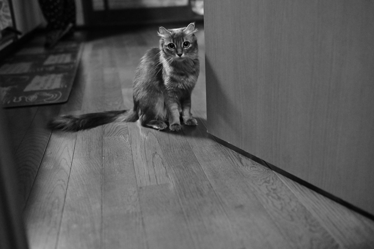 800tomtom's tweet photo. すごく猫っぽい（ねこなんだけど）

#モノクロ
#アメリカンカール
#Nikon ZF
#猫 https://t.co/DawMHpDgS9