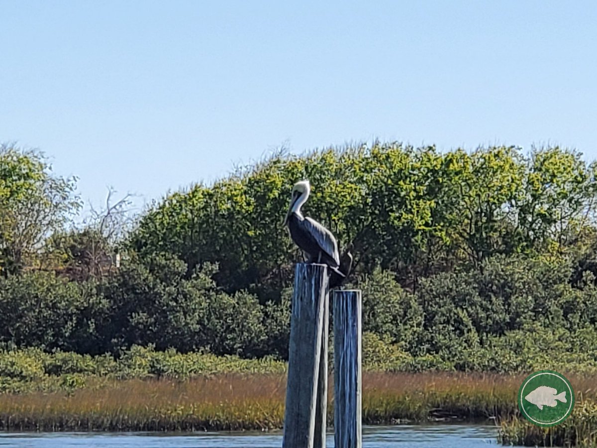 SuburbanAngler's tweet photo. Had an expert judging my casting practice yesterday. He was not impressed. 
.
#FishingExpert #judging #castingpractice #pelican #flycasting #flyfishing #saltwaterflyfishing #TheSuburbanAngler https://t.co/XdCcYIxw3T