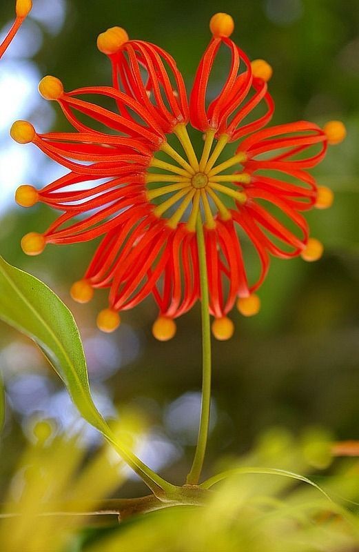 Untamedpath's tweet photo. "Fiery Wheel of Nature: The stunning Stenocarpus sinuatus, also known as the Firewheel Tree, in full bloom." #firewheel #stenocarpus #flower #nature #australia. https://t.co/YKvkbG01to