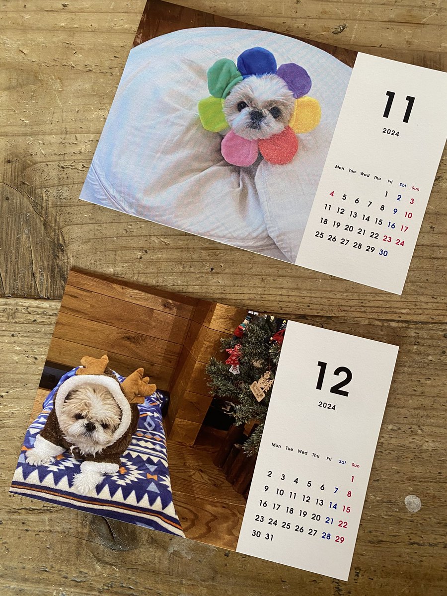 そう言えばいつの間にか 師走になっていたんだ… #名犬おすし号