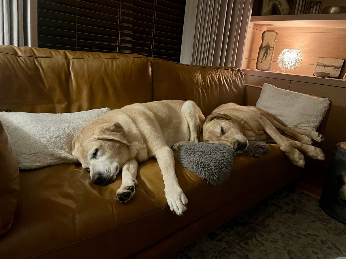 Timberloo's tweet photo. Room on the couch for humans is going to limited for the next few weeks while Roma is visiting. #labtakeover https://t.co/jIW6q9th09