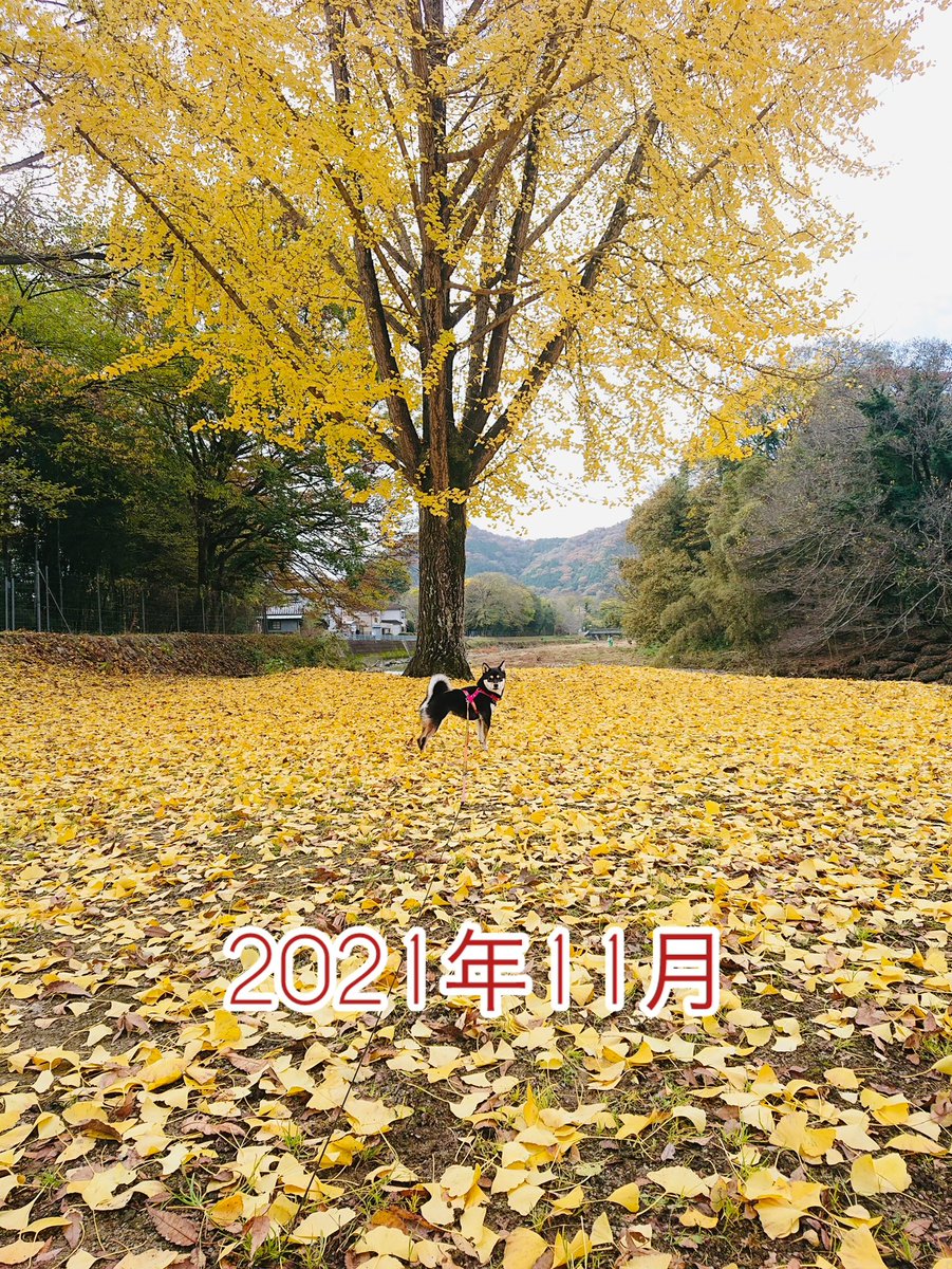 JapanSoul01's tweet photo. 毎年広場のイチョウの前で���真を撮っていますが（2022年のだけ見つからず）、今年は紅葉が遅い❓と言われているのがわかる気がする🍁

#紅葉　#柴犬がいる暮らし #柴犬 #黒柴 https://t.co/50aj01m1HW