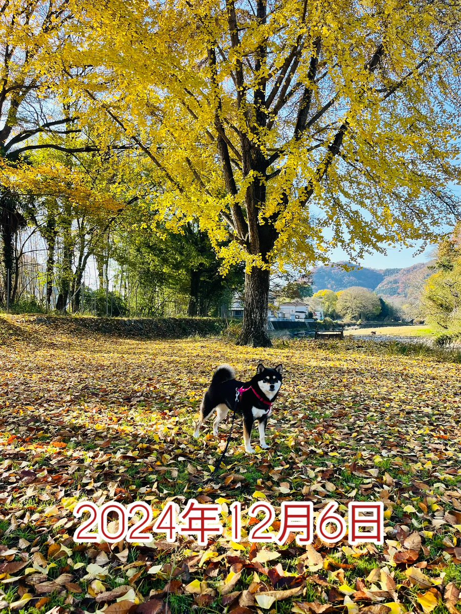 JapanSoul01's tweet photo. 毎年広場のイチョウの前で���真を撮っていますが（2022年のだけ見つからず）、今年は紅葉が遅い❓と言われているのがわかる気がする🍁

#紅葉　#柴犬がいる暮らし #柴犬 #黒柴 https://t.co/50aj01m1HW