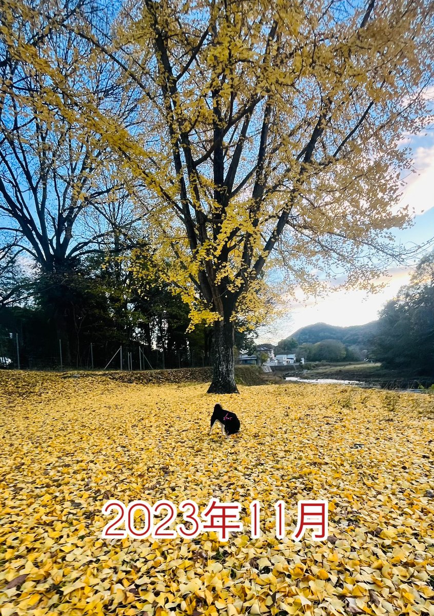 JapanSoul01's tweet photo. 毎年広場のイチョウの前で���真を撮っていますが（2022年のだけ見つからず）、今年は紅葉が遅い❓と言われているのがわかる気がする🍁

#紅葉　#柴犬がいる暮らし #柴犬 #黒柴 https://t.co/50aj01m1HW