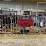 Photo by FGP Cattle (@fgpcattle)
