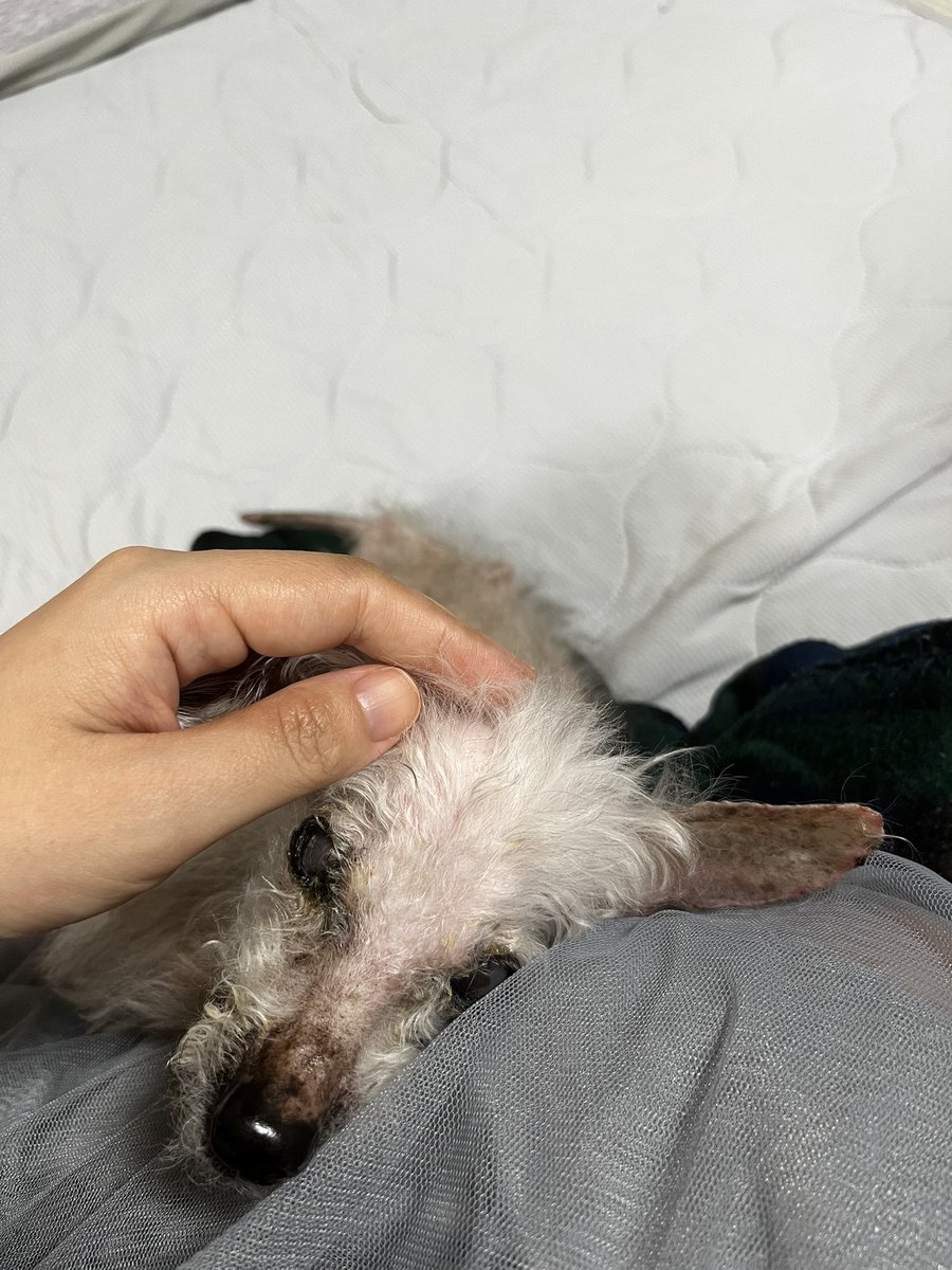 yobomine's tweet photo. 犬、ただただ私のことが好きだった子 https://t.co/HUBbkqkdxN