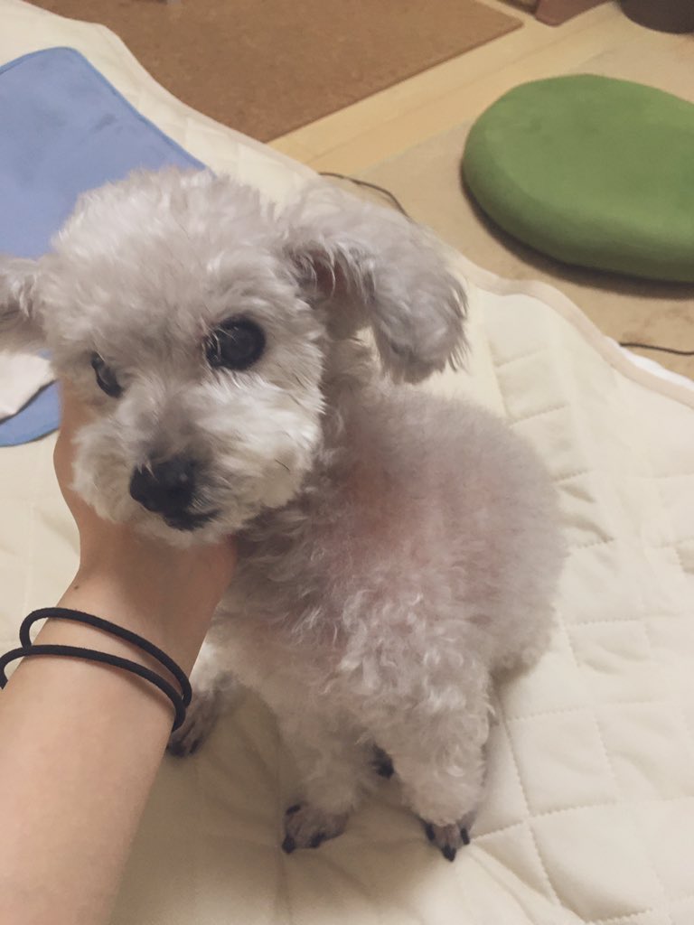 yobomine's tweet photo. 犬、ただただ私のことが好きだった子 https://t.co/HUBbkqkdxN