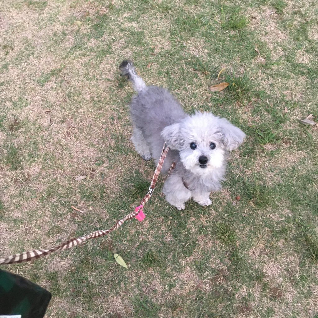 yobomine's tweet photo. 犬、ただただ私のことが好きだった子 https://t.co/HUBbkqkdxN
