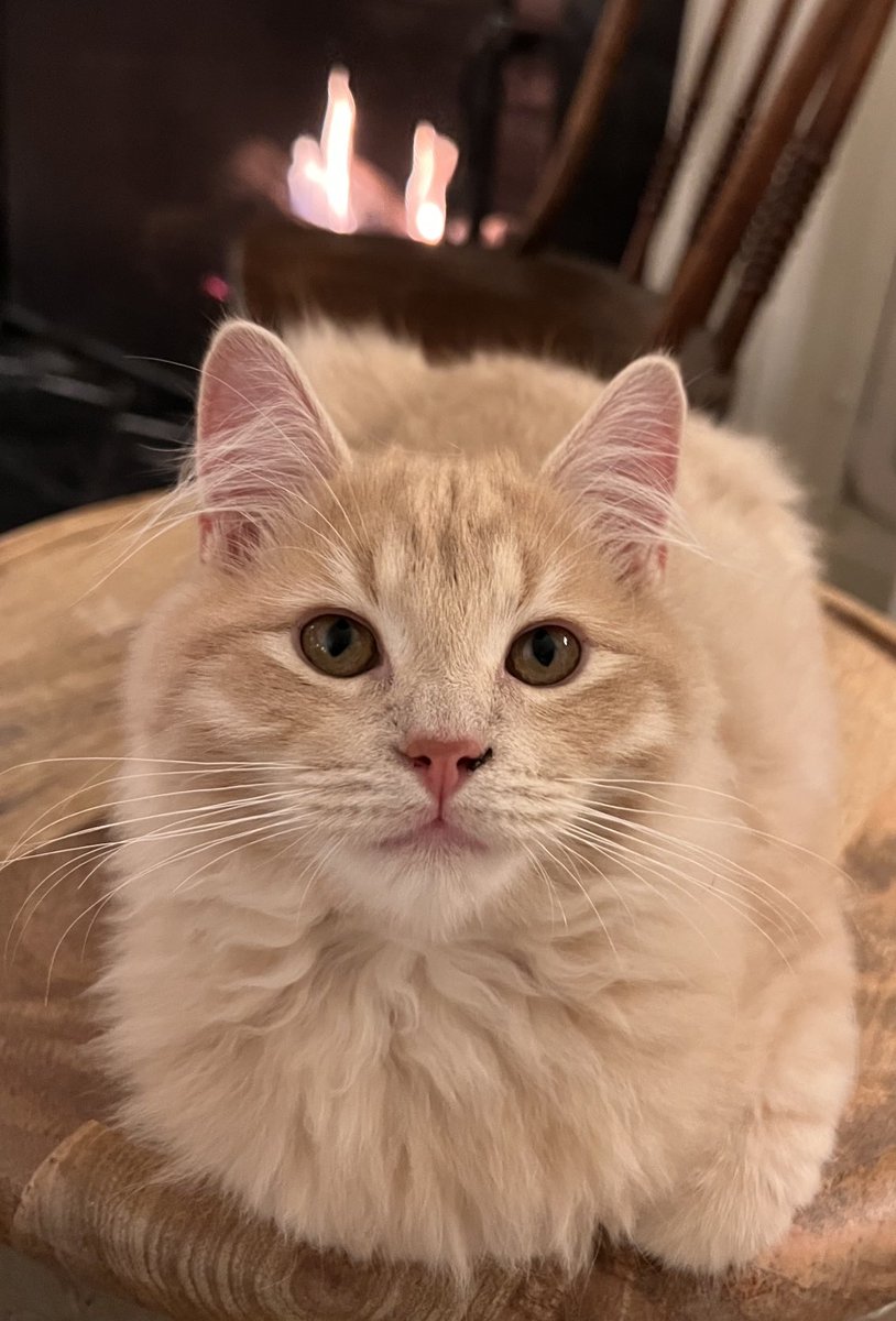 StormTrack9Dave's tweet photo. StormTrack 9 Leo reminds you to please bring your pets inside on these very cold nights! 🐾❤️. #petsafety #itstoocold #coldweather #pets https://t.co/dg2oPALGA4