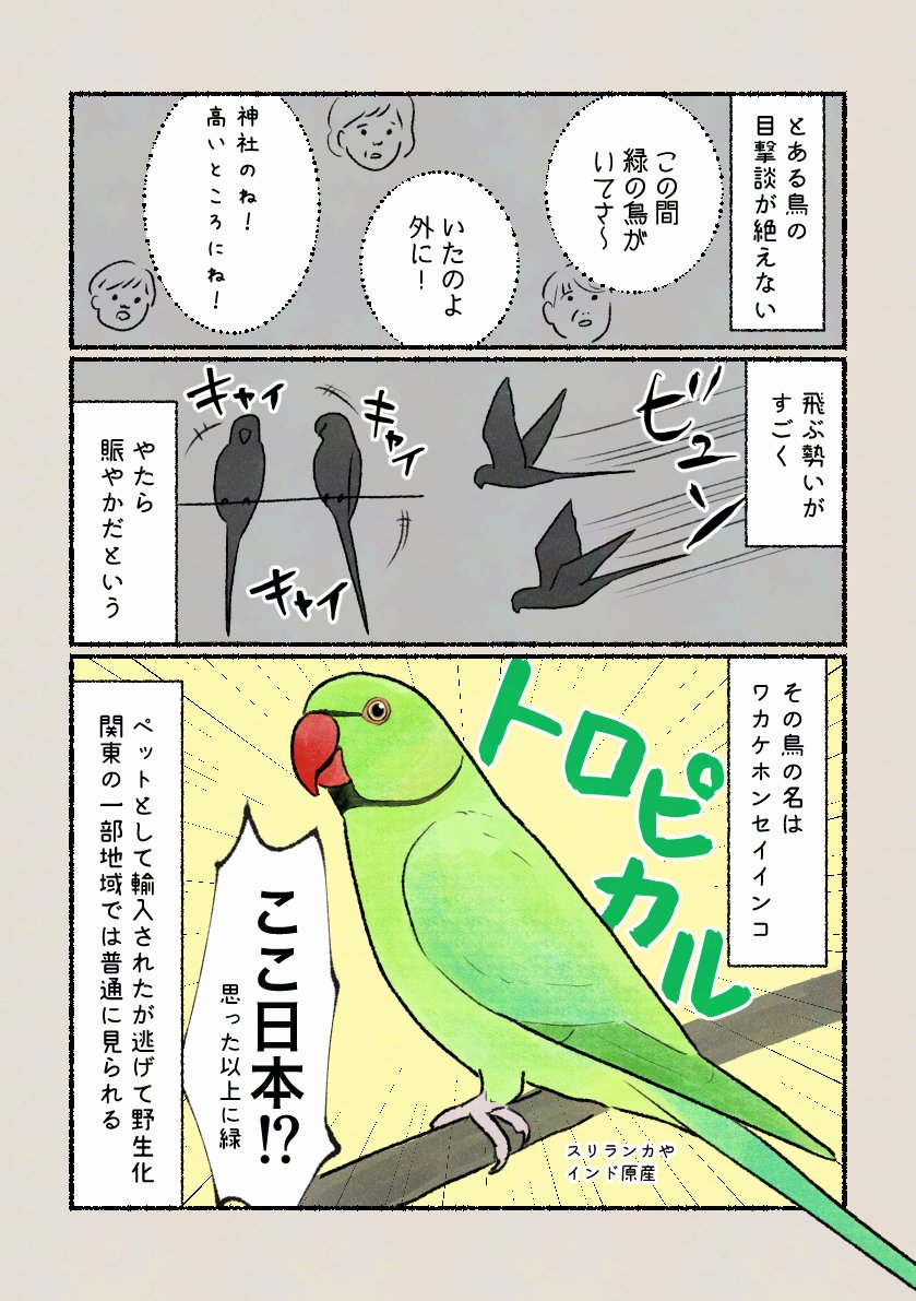 「緑のアイツ」
トロピカルな鳥がなんと野生で見られる…元々は日本にいないインコです。 
