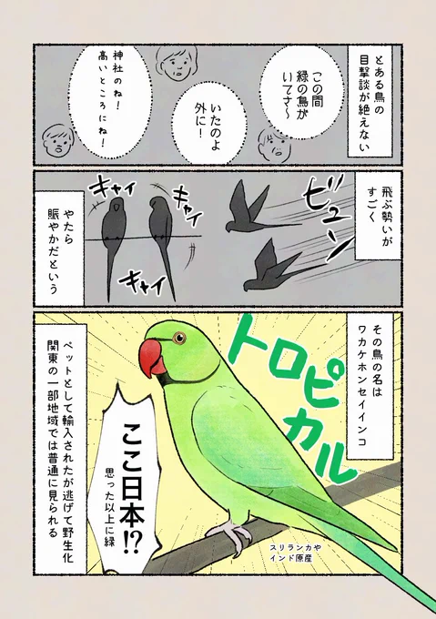 「緑のアイツ」
トロピカルな鳥がなんと野生で見られる…元々は日本にいないインコです。 