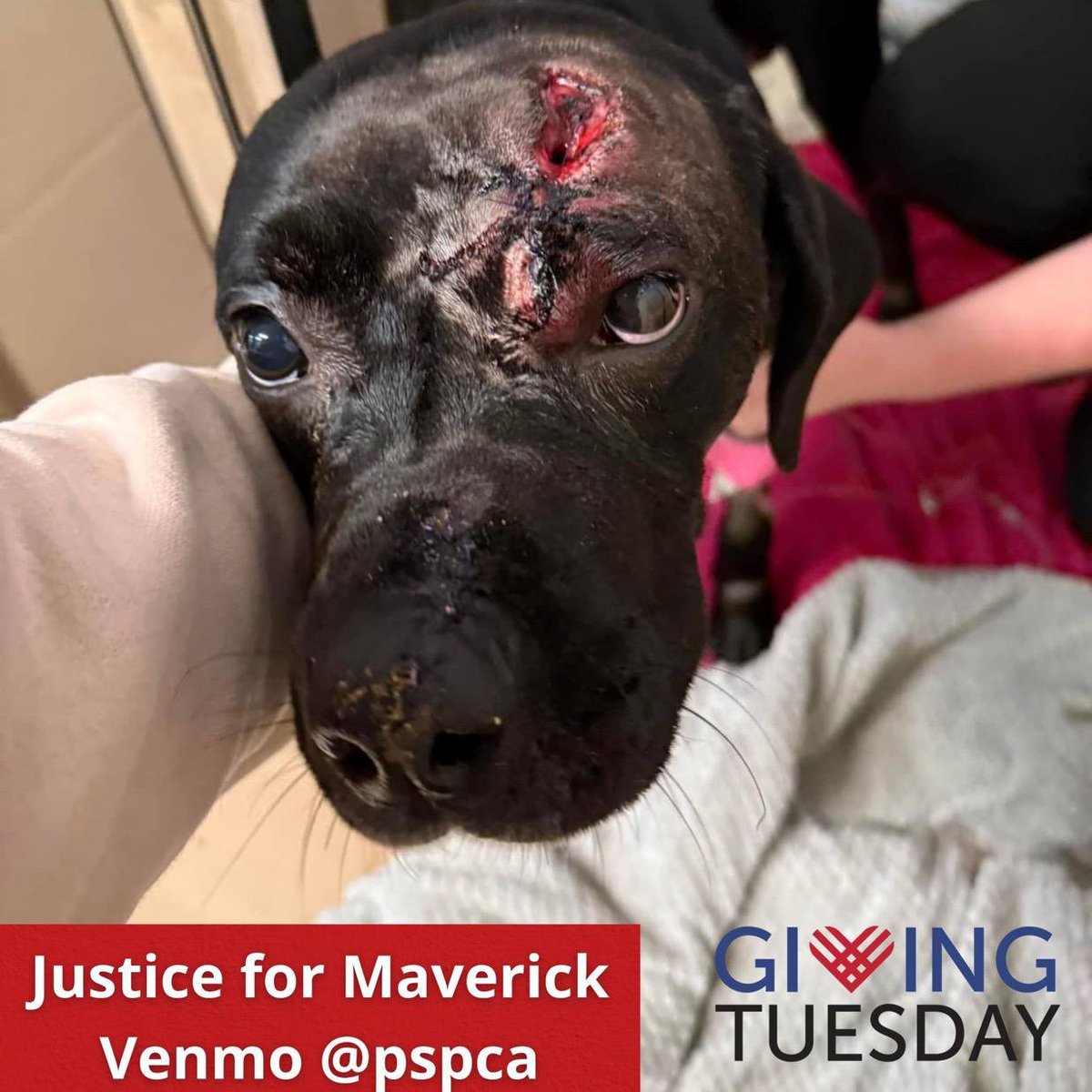 <a href="/Sartoshi0x/">Wookiee Ai 🌕🌖🌗🌘🌑🌒🌓🌔🌕</a> #maverick 

Dog shot in head, still alive.

PSPCA looking for the dude responsible.

This will COOK.

721VwRWjDbEDMvaKr3y1TQhX6YV3zj4cQKTxh7typump

#JusticeforMaverick
#bulletproof 
#Solana 
#Memecoins