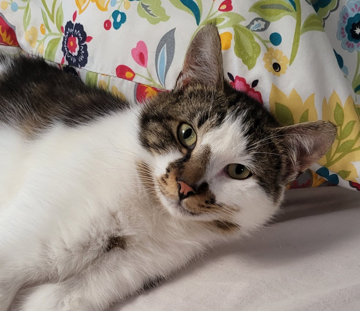 Pooh Say Cat 💕 tweet media