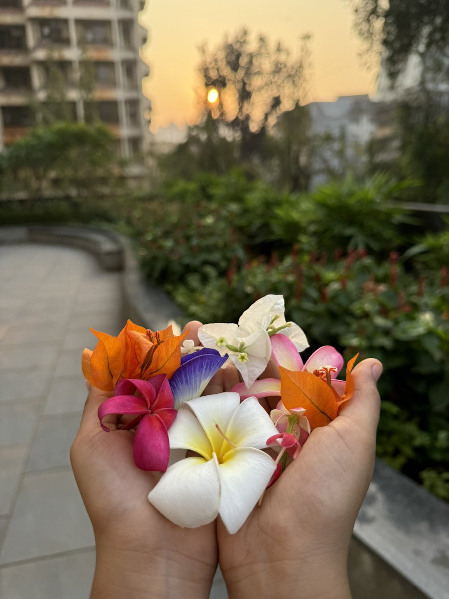 simplyAnnu's tweet photo. Started the day by watching a beautiful sunrise, a good walk, picking flowers and spending some time with these cute but not so small anymore puppies. https://t.co/e4EZzNiOGS