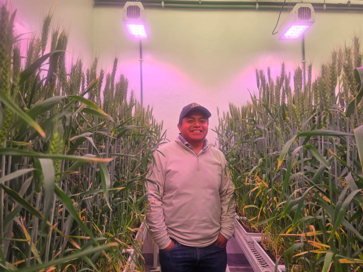 Accelerated crop improvement is critical for ensuring global food security!

We are practically integrating #SpeedBreeding with <a href="/CIMMYT/">CIMMYT</a> Rapid Bulk Generation Advancement (#RBGA) breeding schemes. This 50-day-old wheat will soon be harvested for the next planting cycle.