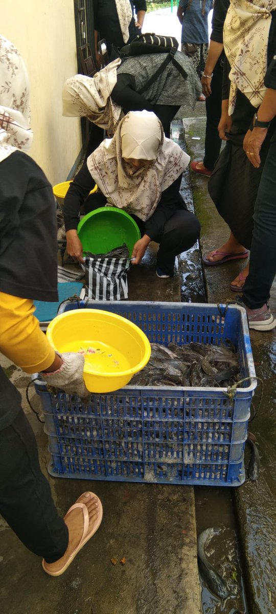 Farijan20's tweet photo. Jum'at, 06-12-2024, Parijan, S. St. Pi LuhkanKab. Kebumen SatminkalTegal, Pendampingan panen lele ibu-ibu PKK Desa Karangpoh berat 305kg harga Rp. 22.000/kg.
#GiatLuhSatminkalTegal
#BPPSDMKP
#luhlapor
#dlhkpKebumen https://t.co/ClNP1MqVbn