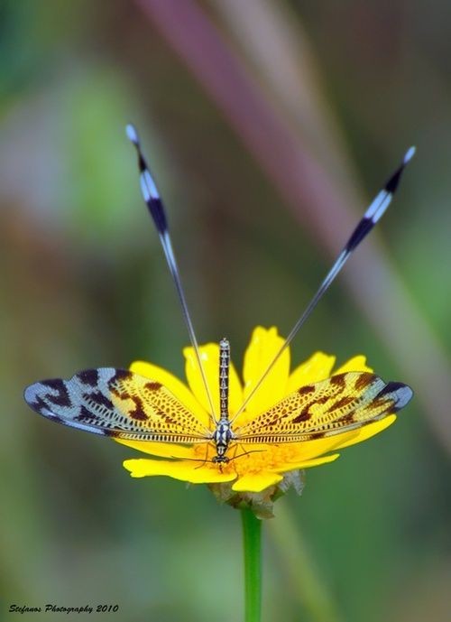 Untamedpath's tweet photo. "A delicate dance between nature's wonders. This Iberian Spoonwing (Nemoptera bipennis) graces a vibrant yellow flower, its intricate wings a masterpiece of evolution."

naturephotography #insectphotography #spoonwing #macro #beautyinnature #wildlife #naturelover #insectlover https://t.co/GOQgaW19AD