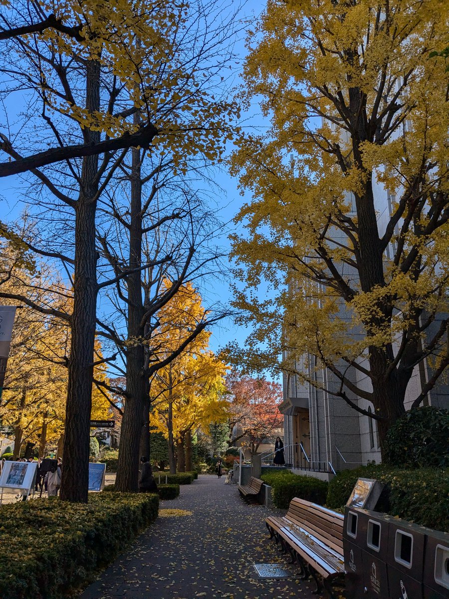 Sunny and shady. 

Beautiful day at Aoyama Uni attending Matsunaga sensei's lecture about regional development

#sophiacommunications #sophiacom #shibuya #omotesando #sunny #shady #autumn